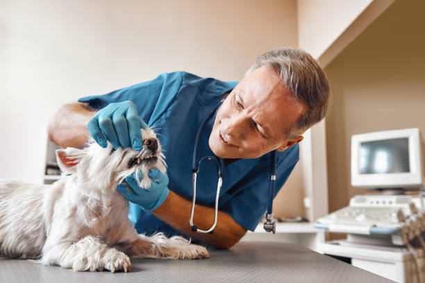 Best Pediatric Emergency Dentist in Elsmere, KY